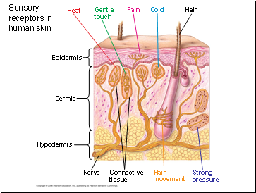 Sensory receptors in human skin