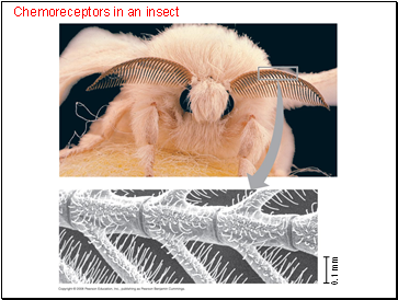Chemoreceptors in an insect