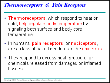 Thermoreceptors & Pain Receptors