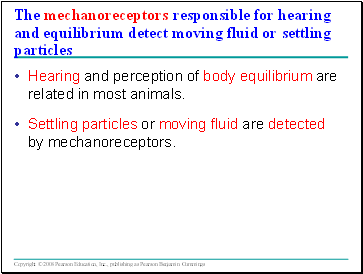 The mechanoreceptors responsible for hearing and equilibrium detect moving fluid or settling particles