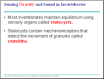 Sensing Gravity and Sound in Invertebrates