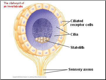 The statocyst of an invertebrate