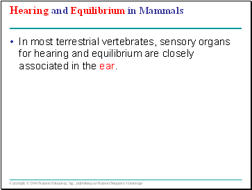 Hearing and Equilibrium in Mammals