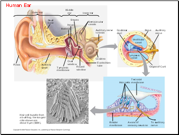 Human Ear