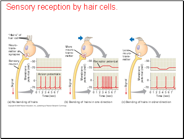 Sensory reception by hair cells.