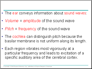 The ear conveys information about sound waves: