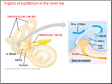 Organs of equilibrium in the inner ear