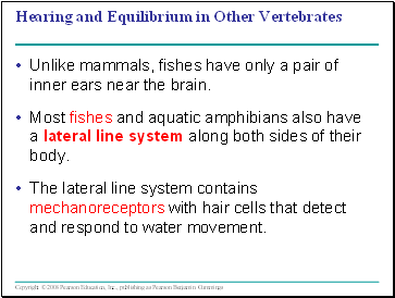 Hearing and Equilibrium in Other Vertebrates