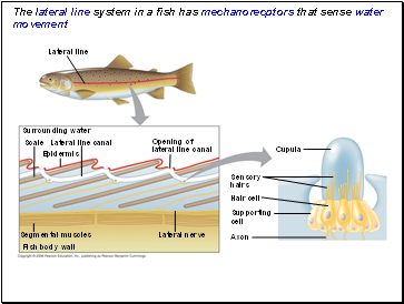 The lateral line system in a fish has mechanorecptors that sense water movement