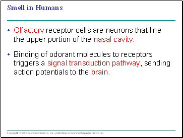 Smell in Humans