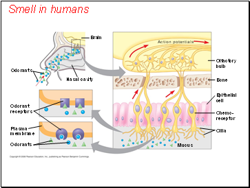 Smell in humans