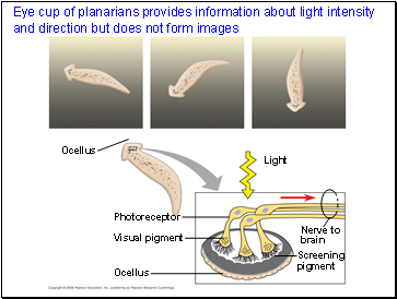 Eye cup of planarians provides information about light intensity and direction but does not form images.