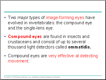 Two major types of image-forming eyes have evolved in invertebrates: the compound eye and the single-lens eye.