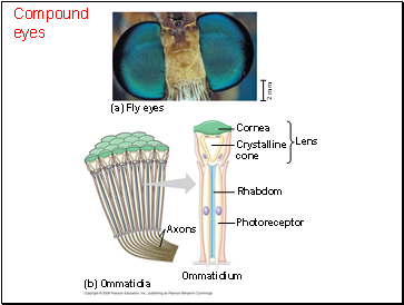 Compound eyes