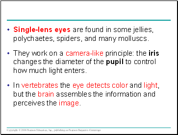 Single-lens eyes are found in some jellies, polychaetes, spiders, and many molluscs.