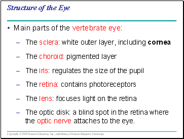 Structure of the Eye