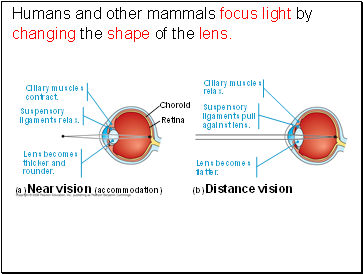 Humans and other mammals focus light by changing the shape of the lens.