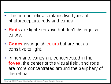 The human retina contains two types of photoreceptors: rods and cones