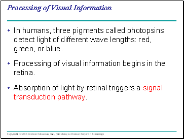 Processing of Visual Information