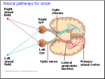 Neural pathways for vision