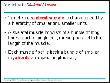 Vertebrate Skeletal Muscle