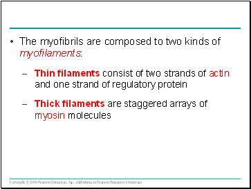 The myofibrils are composed to two kinds of myofilaments: