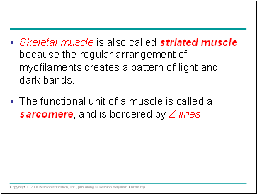 Skeletal muscle is also called striated muscle because the regular arrangement of myofilaments creates a pattern of light and dark bands.