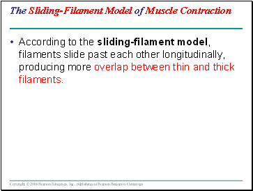 The Sliding-Filament Model of Muscle Contraction