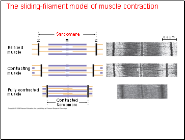 The sliding-filament model of muscle contraction