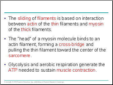 The sliding of filaments is based on interaction between actin of the thin filaments and myosin of the thick filaments.