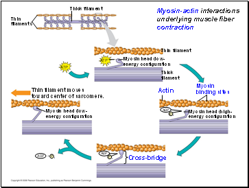 Myosin-actin interactions underlying muscle fiber contraction