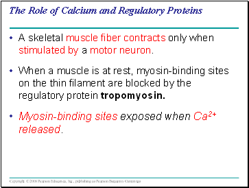 The Role of Calcium and Regulatory Proteins