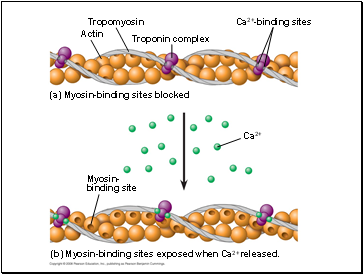 Myosin- binding site