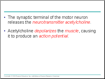 The synaptic terminal of the motor neuron releases the neurotransmitter acetylcholine.