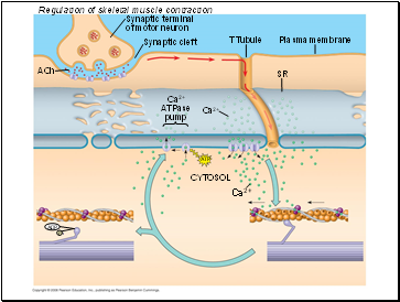 Regulation of skeletal muscle contraction