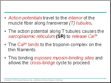 Action potentials travel to the interior of the muscle fiber along transverse (T) tubules.