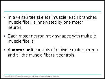 In a vertebrate skeletal muscle, each branched muscle fiber is innervated by one motor neuron.