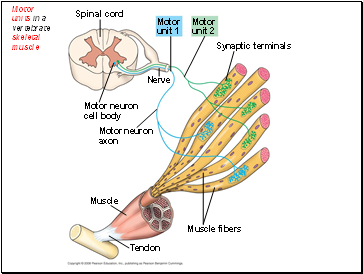 Motor units in a vertebrate skeletal muscle