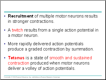 Recruitment of multiple motor neurons results in stronger contractions.