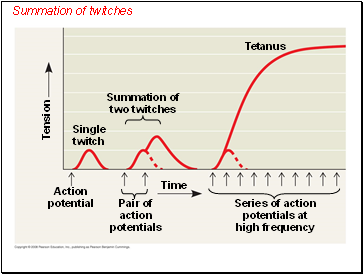 Summation of twitches