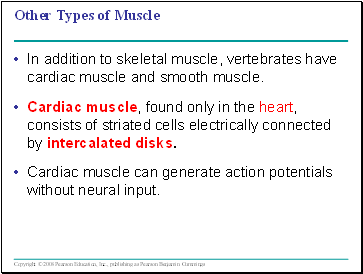 Other Types of Muscle