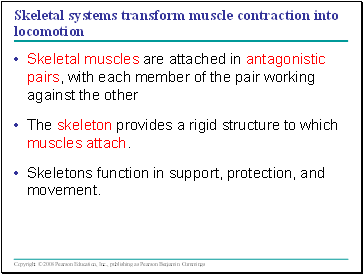 Skeletal systems transform muscle contraction into locomotion