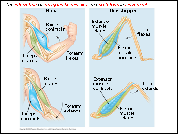 The interaction of antagonistic muscles and skeletons in movement