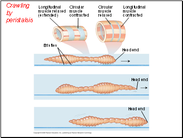 Crawling by peristalsis