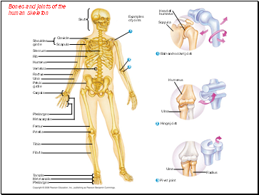 Bones and joints of the human skeleton