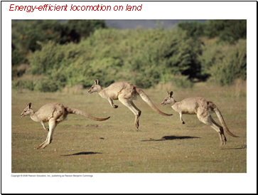 Energy-efficient locomotion on land