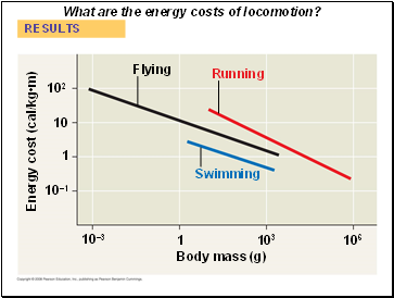 What are the energy costs of locomotion?