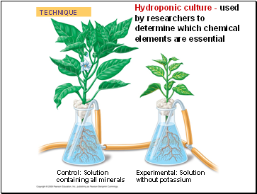 Hydroponic culture - used by researchers to determine which chemical elements are essential