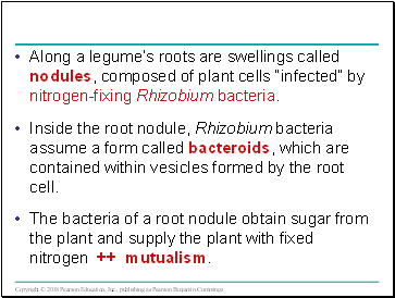 Along a legumes roots are swellings called nodules, composed of plant cells infected by nitrogen-fixing Rhizobium bacteria.