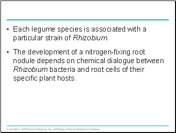 Each legume species is associated with a particular strain of Rhizobium.